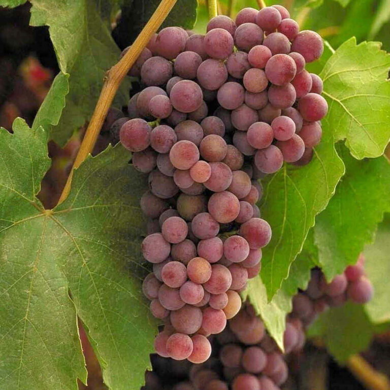 Red Grapes