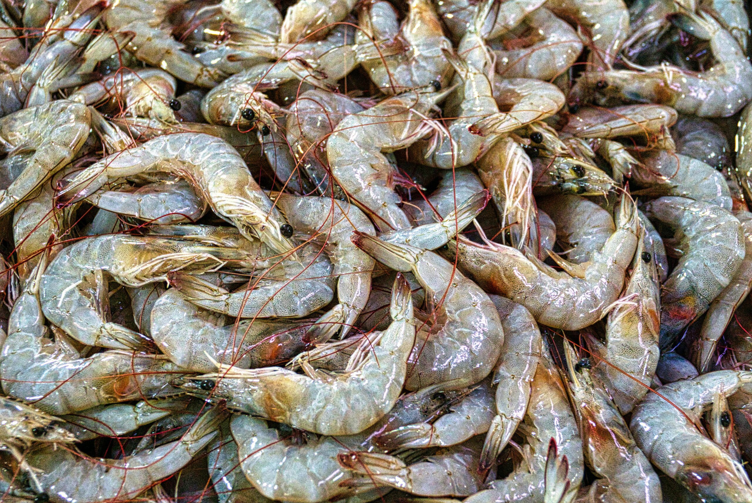 Sea Food